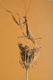 Mantis royalty free stock photography Mantis royalty free stock photography