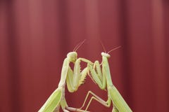 Mantis On A Red Background. Mating Mantises. Mantis Insect Predator. Royalty Free Stock Image