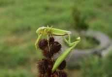 Mantis On The Tong. Mating Mantises. Mantis Insect Predator. Royalty Free Stock Photos