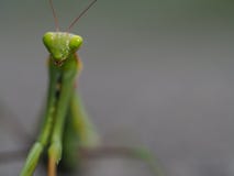 Mantis religiosa en fondo gris imagen de archivo libre de regalías Mantis religiosa en fondo gris imagen de archivo libre de regalías