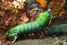 Mantis Shrimp Royalty Free Stock Photography Mantis Shrimp Royalty Free Stock Photography