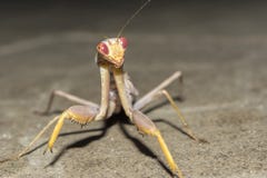 Mantis εντόμων τη νύχτα, άγριο υπόβαθρο φύσης κινηματογραφήσεων σε πρώτο πλάνο στοκ φωτογραφίες Mantis εντόμων τη νύχτα, άγριο υπόβαθρο φύσης κινηματογραφήσεων σε πρώτο πλάνο στοκ φωτογραφίες