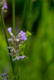 Mantis επίκλησης που κρυφοκοιτάζουν από πίσω lavender στοκ εικόνα με δικαίωμα ελεύθερης χρήσης Mantis επίκλησης που κρυφοκοιτάζουν από πίσω lavender στοκ εικόνα με δικαίωμα ελεύθερης χρήσης