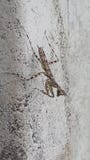 mantis στοκ εικόνα με δικαίωμα ελεύθερης χρήσης mantis στοκ εικόνα με δικαίωμα ελεύθερης χρήσης