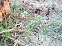 mantis στοκ φωτογραφίες mantis στοκ φωτογραφίες