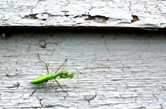Mantis на вставать на сторону свинцовой краски стоковая фотография rf Mantis на вставать на сторону свинцовой краски стоковая фотография rf