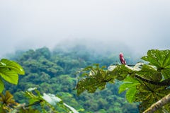 Manu National Park, Peru - 5. August 2017: Wilde Flora von Manu N stockbilder Manu National Park, Peru - 5. August 2017: Wilde Flora von Manu N stockbilder