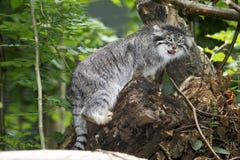 Manul or Pallas`s Cat, otocolobus manul,, Adult standing on Branch
