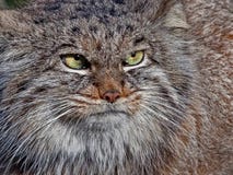 The Manul or Pallas`s cat Otocolobus manul was named after the German naturalist Peter Simon Pallas stock photography The Manul or Pallas`s cat Otocolobus manul was named after the German naturalist Peter Simon Pallas stock photography