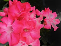 Many beautiful pink blooming flowers with a black blur background.