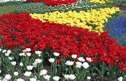 Many beautiful red, yellow and white tulips and blue muscari in. Flower garden in spring Royalty Free Stock Image Many beautiful red, yellow and white tulips and blue muscari in. Flower garden in spring Royalty Free Stock Image
