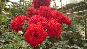 Many big red roses in spring time stock photos Many big red roses in spring time stock photos