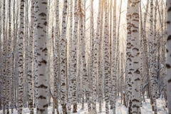 Many Birch Tree Trunks Background Pattern / Winter Royalty Free Stock Photo Many Birch Tree Trunks Background Pattern / Winter Royalty Free Stock Photo