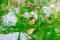Many frog on the water in the cement block , Bull frog on a log royalty free stock photos Many frog on the water in the cement block , Bull frog on a log royalty free stock photos