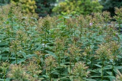 Many plants bush close up background texture royalty free stock photos Many plants bush close up background texture royalty free stock photos