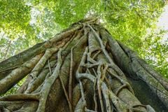 Many roots of big tree in the forest royalty free stock image Many roots of big tree in the forest royalty free stock image