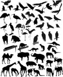 Many silhouettes animals