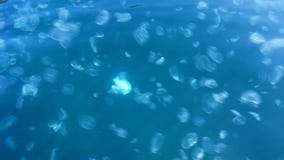 Many small moon jellyfish