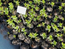 Many Young Seedlings Of Plants In Black Pots In A Nursery Garden