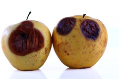 Manzana putrefacta fotografía de archivo Manzana putrefacta fotografía de archivo