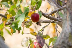 Manzana roja con una mariposa fotos de archivo Manzana roja con una mariposa fotos de archivo