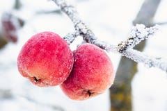 Manzanas rojas cubiertas con la helada blanca en invierno imágenes de archivo libres de regalías Manzanas rojas cubiertas con la helada blanca en invierno imágenes de archivo libres de regalías