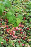 Manzanas rojas en las hojas de la tierra y de la frambuesa imagen de archivo Manzanas rojas en las hojas de la tierra y de la frambuesa imagen de archivo