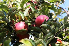 Manzanas rojas en árbol fotografía de archivo Manzanas rojas en árbol fotografía de archivo