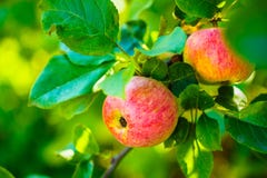Manzanas rojas frescas en rama del manzano Imágenes de archivo libres de regalías Manzanas rojas frescas en rama del manzano Imágenes de archivo libres de regalías