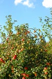 Manzanas rojas maduras en rama del manzano imágenes de archivo libres de regalías Manzanas rojas maduras en rama del manzano imágenes de archivo libres de regalías