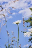 Manzanilla en un prado del verano en la luz del sol, contra el cielo azul, primer Fondo hermoso del verano fotos de archivo Manzanilla en un prado del verano en la luz del sol, contra el cielo azul, primer Fondo hermoso del verano fotos de archivo