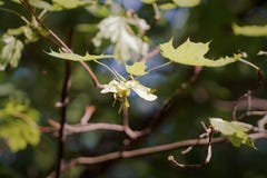Maple branch, symbol of Canada. maple seeds royalty free stock photo Maple branch, symbol of Canada. maple seeds royalty free stock photo