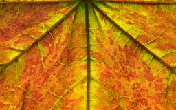 Maple Leaf with autumn colour. royalty free stock photos Maple Leaf with autumn colour. royalty free stock photos