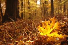 Maple Leaf In Autumn Forest Stock Photography