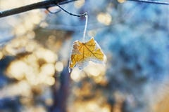 Maple Leaf On A Branch Covered With Hoarfrost, Frost Or Rime In Winter Day Royalty Free Stock Image Maple Leaf On A Branch Covered With Hoarfrost, Frost Or Rime In Winter Day Royalty Free Stock Image