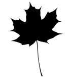 Maple leaf silhouette