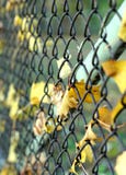 Maple Leafs And Iron Fence. Royalty Free Stock Photos