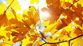 Maple Leaves And Sun Stock Photography