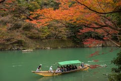 Maple tree in Arashiyama