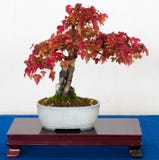 Bonsai jalovec