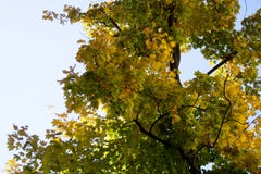 Maple tree branch foliage on autumn day royalty free stock image Maple tree branch foliage on autumn day royalty free stock image