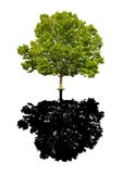 Maple tree isolated
