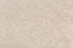 Maple Wood Design Texture. Natural Background Closeup. Stock Photo Maple Wood Design Texture. Natural Background Closeup. Stock Photo