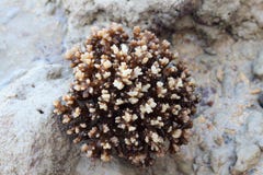Mar de Andaman na maré baixa, coral, Ásia, Tailândia, obscura Imagem de Stock Mar de Andaman na maré baixa, coral, Ásia, Tailândia, obscura Imagem de Stock