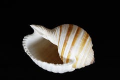 Mar rayado Shell de Cassidae en fondo negro foto de archivo libre de regalías Mar rayado Shell de Cassidae en fondo negro foto de archivo libre de regalías