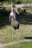 Marabou Stork Stock Images