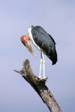 Marabou Stork Stock Image
