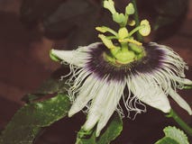 Maracuja blomma arkivfoto Maracuja blomma arkivfoto