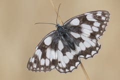 A marbled white butterfly on Southampton Common stock photography A marbled white butterfly on Southampton Common stock photography