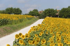 Marches (Italy) - Country road and sunflowers Stock Image Marches (Italy) - Country road and sunflowers Stock Image